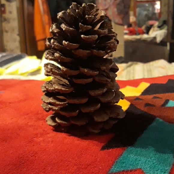 Pinecones - Picture 1 of 2